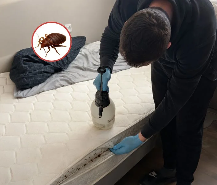 Technicien traitant un matelas contre les punaises de lit à Chauconin-Neufmontiers